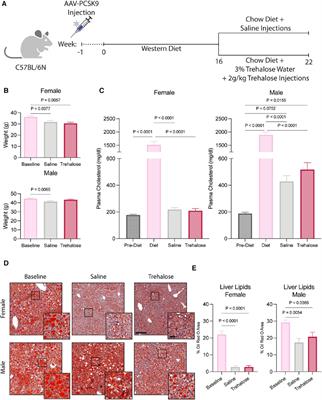 Trehalose promotes atherosclerosis regression in female mice